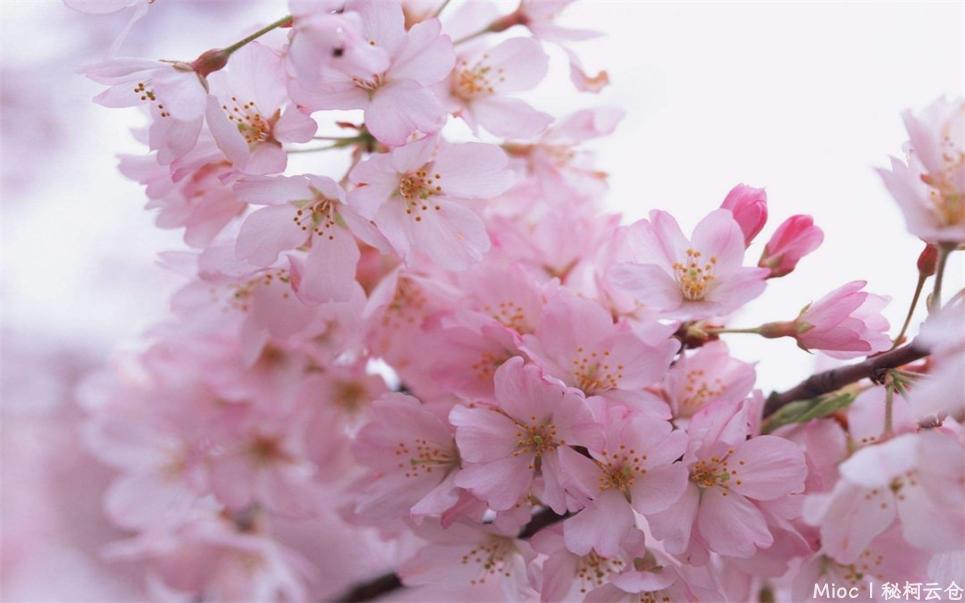 桃花-1.jpg