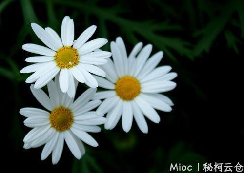 白菊.jpg