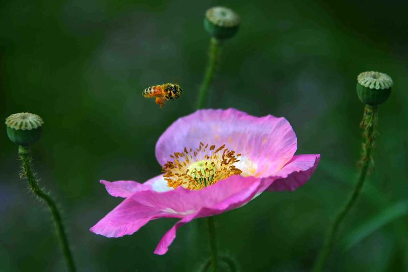 李煜的孤舟，载满千年愁绪