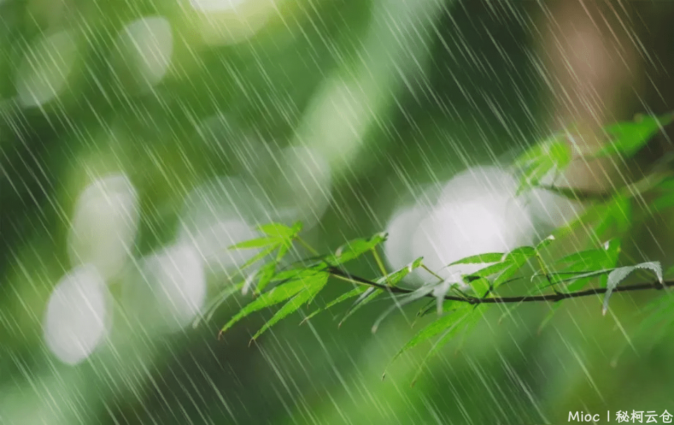雨-绿枝.png