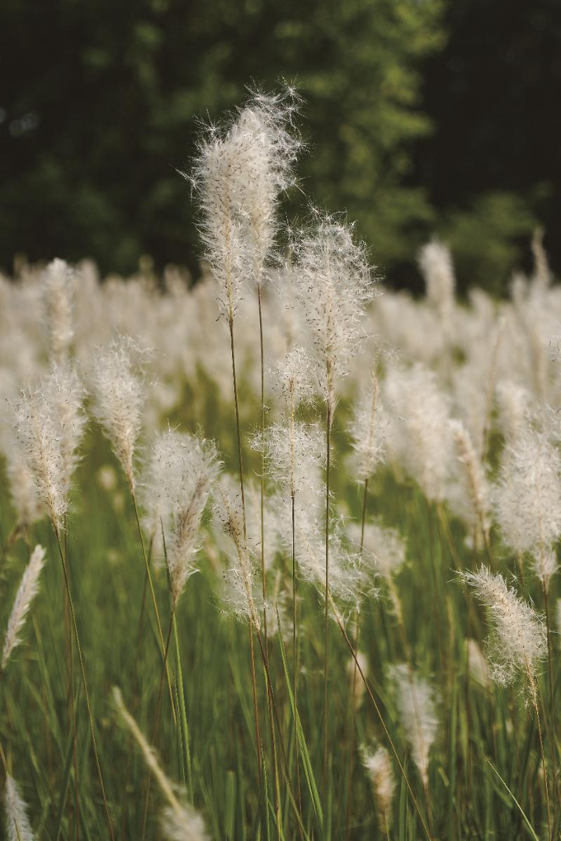 《静女》：一次躲藏，一场等待，与永恒的爱之初见